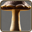 Big Mushroom